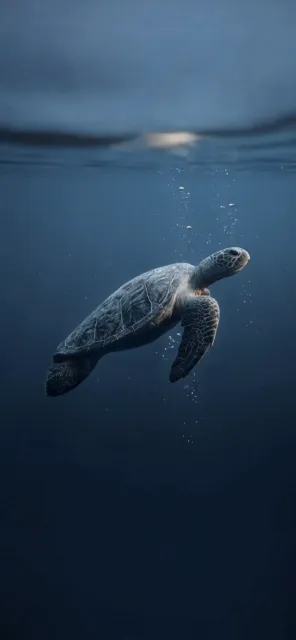Turtle companion